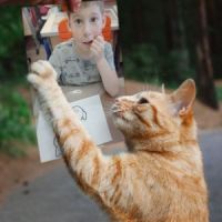 Без кота и жизнь не та