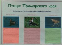 Птицы