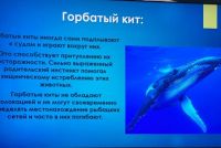 День защиты морских млекопитающих 