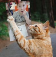 Без кота и жизнь не та